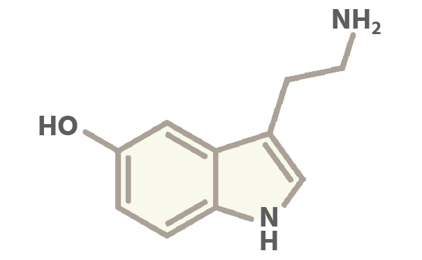 CBD And Serotonin