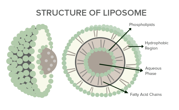 Structure of Liposome
