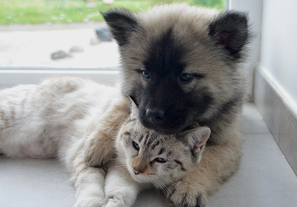 Dog and Cat