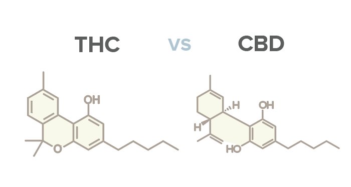 Blog Image What Does CBD Stand For