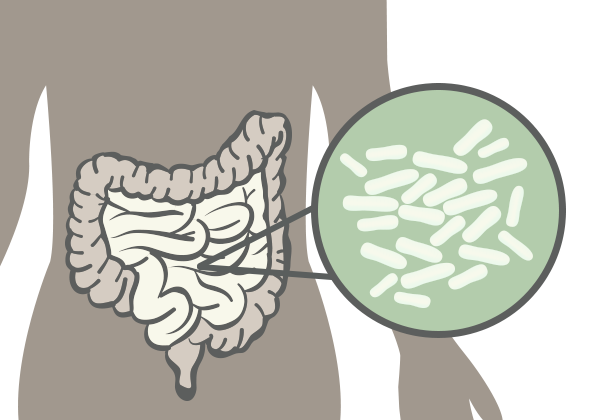 microbiome healthy bacteria