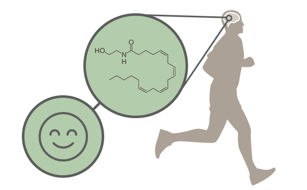 cbd and anandamide