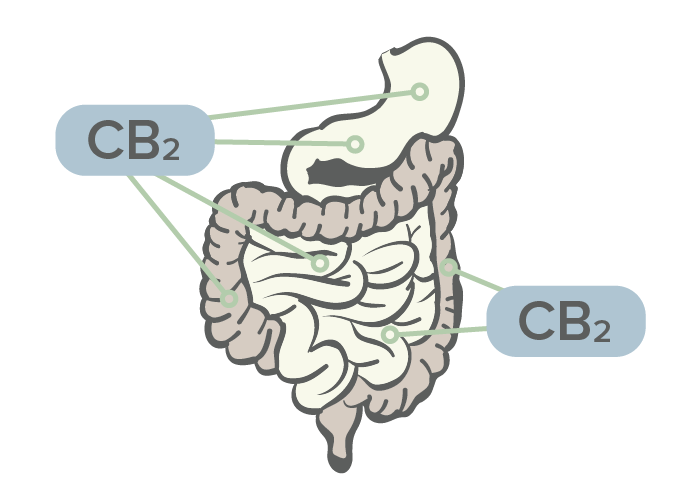 cannabinoid receptors