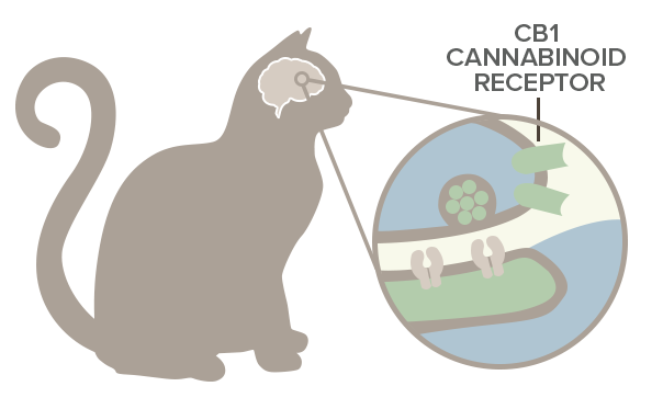  cannabinoid receptors in cat's body