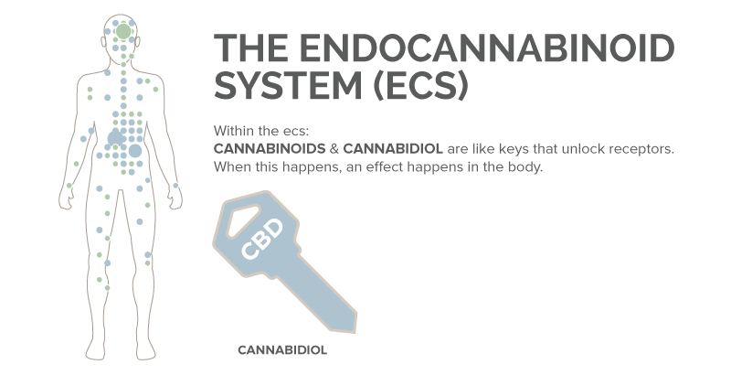 The Endocannabinoid System