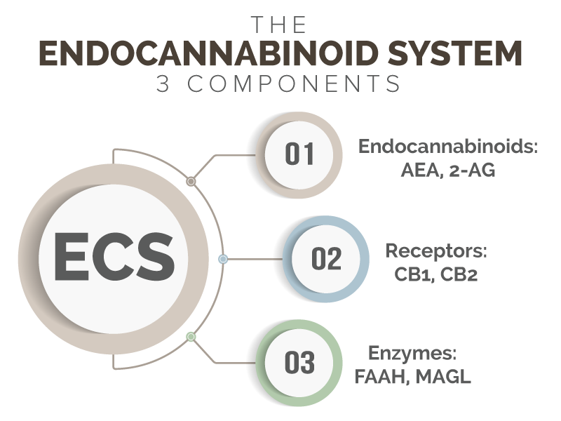 the endocannabinoid system