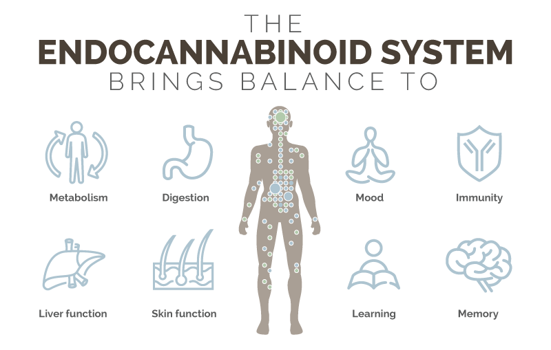 the endocannabinoid system