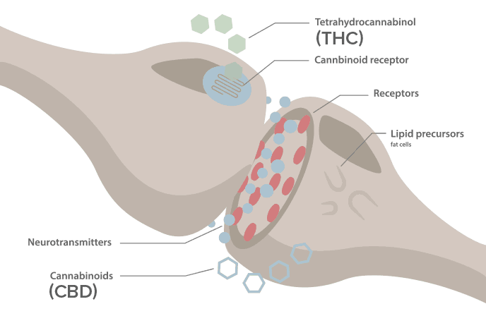 How THC binds the endocannabinoid receptors