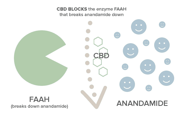 CBD blocking FAAH