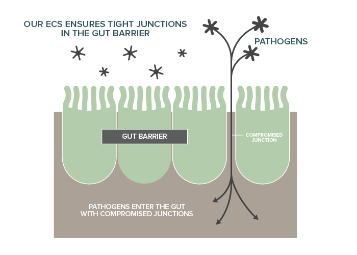 Hemp Oil And The Endocannabinoid System