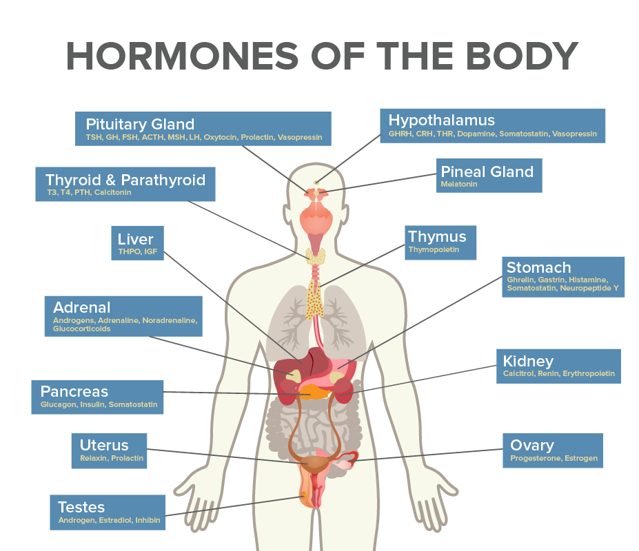 major endocrine glands and hormones they produce