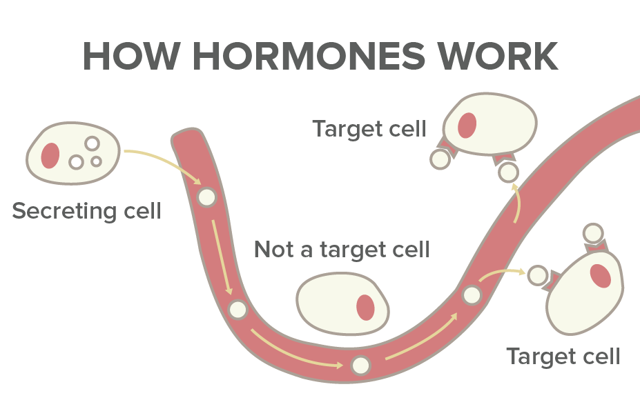 how do hormones work