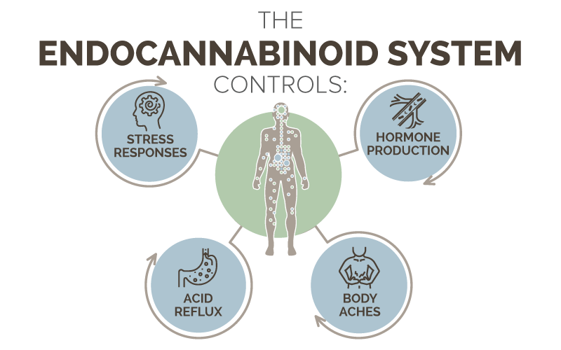 What Endocannabinoid System Controls