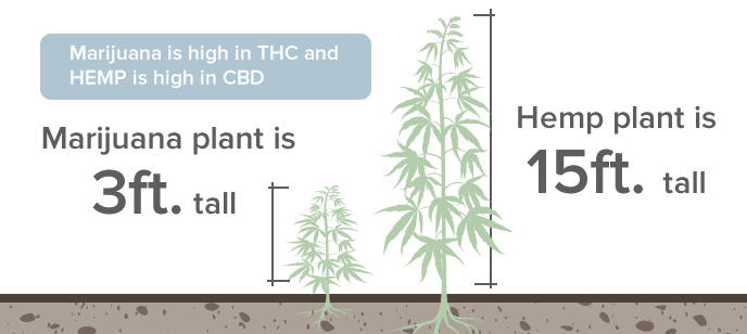 Difference Between Marijuana and Hemp Plant