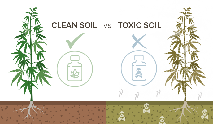 clean soil for cbd