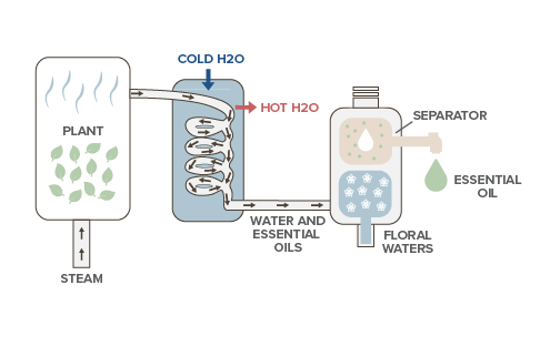 steam distillation of essential oils