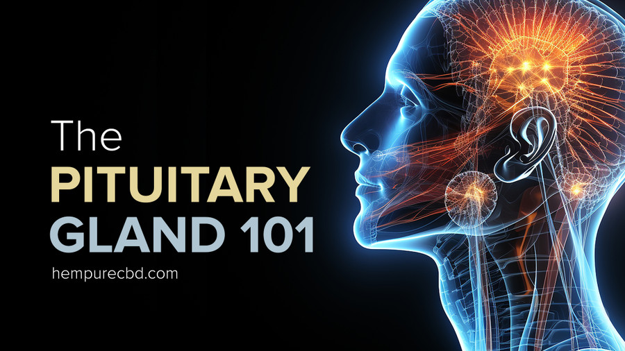Balancing Act: How the Pituitary Gland Maintains Hormone Homeostasis